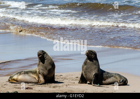 Nuova Zelanda o Hooker di leoni di mare (Phocarctos hookeri) sulla spiaggia Enderby Island in Nuova Zelanda Foto Stock