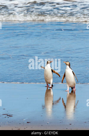 Giallo-eyed pinguini (Megadyptes antipodes) provenienti al di fuori dell'acqua Enderby Island in Nuova Zelanda Foto Stock