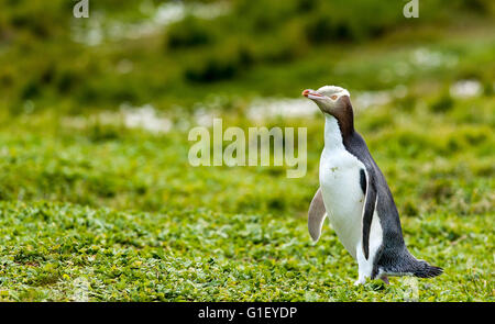 Giallo-eyed penguin (Megadyptes antipodes) passeggiate Enderby Island in Nuova Zelanda Foto Stock