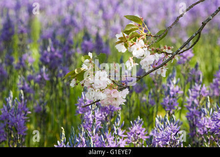 Prunus a fioritura primaverile di fronte Camassia fiori. Foto Stock