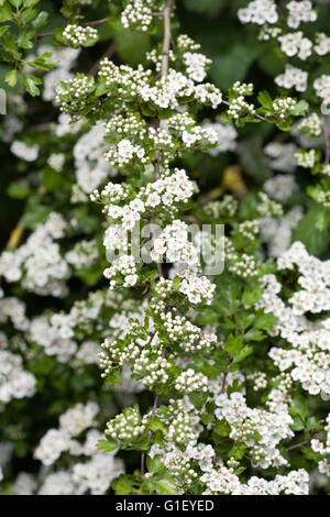 Crataegus monogyna blossom. Biancospino fiorisce in primavera. Foto Stock