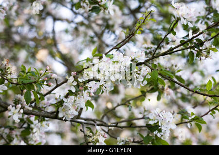 Malus fiori. Apple Blossom nella siepe in primavera. Foto Stock