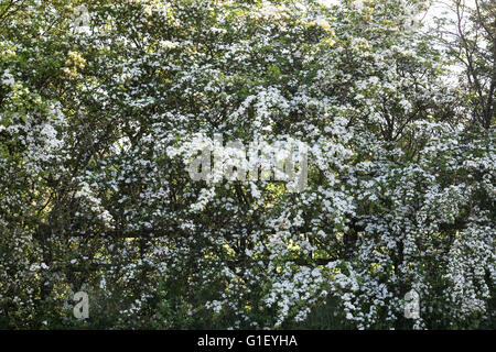 Crataegus monogyna blossom. Biancospino fiorisce in primavera. Foto Stock