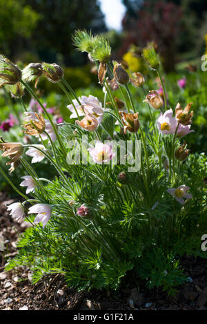 Chiudere fino a Pulsatilla vulgaris Foto Stock