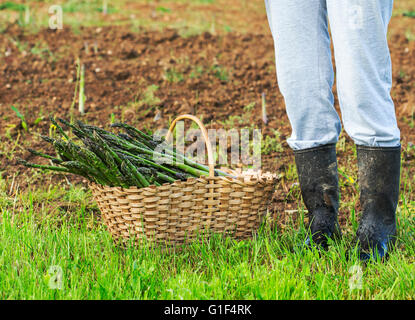 Asparagi sani prelevati da qualcuno nel giardino. Foto Stock