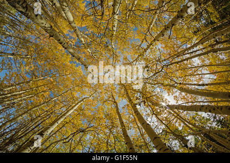 Ampio angolo di visione cercando nel tree tops di aspen alberi in autunno con colore giallo brillante fogliame Foto Stock