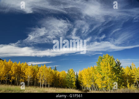 Aspen alberi in autunno con foglie di giallo e un poco nuvoloso cielo blu sopra di esso Foto Stock