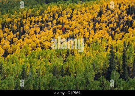 Aspens distanti modifica al giallo in autunno con alberi verdi Foto Stock