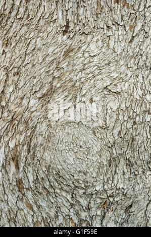 Il cedro del Libano di corteccia di albero texture di sfondo Foto Stock