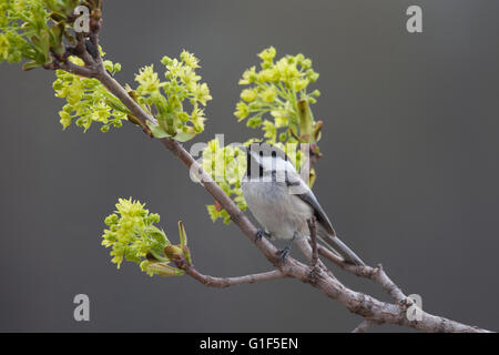 Nero capped Luisa posatoi acero sul ramo di albero in primavera Foto Stock