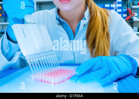 Modello rilasciato. Tecnico di laboratorio utilizzando micro pipetta. Foto Stock