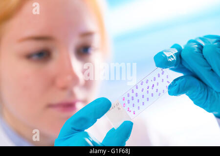 Modello rilasciato. Femmina tecnico di laboratorio azienda vetrino per microscopio. Foto Stock