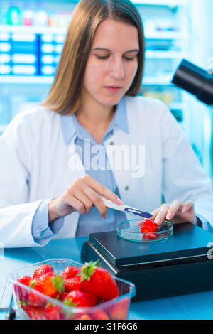 Modello rilasciato. Donna scienziato verifica le fragole in una capsula di petri. Foto Stock