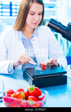 Modello rilasciato. Donna scienziato verifica le fragole in una capsula di petri. Foto Stock