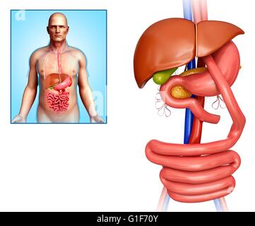 Il by-pass gastrico, illustrazione. Foto Stock