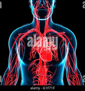 Il cuore umano e nelle arterie, illustrazione. Foto Stock