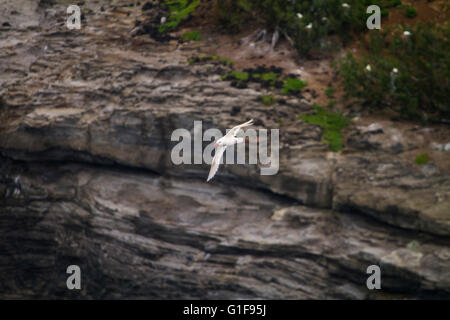 Bianco Rosso-fatturati Tropic Bird Phaethon aethereus battenti accanto a una scogliera in Kauai, Hawaii Foto Stock