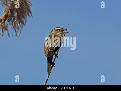 Canta il guerrafondaio, Acrocephalus schoenobaenus, cantando da un fusto di canna Foto Stock