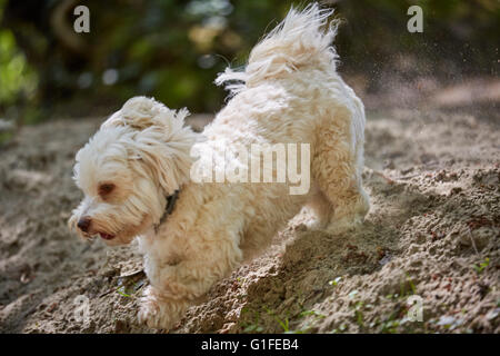 Cane Havanese esecuzione di una spiaggia di sabbia sulla spiaggia di un fiume Foto Stock