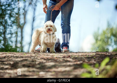 Cane Havanese permanente sulla sabbia di una spiaggia sul Fiume Foto Stock