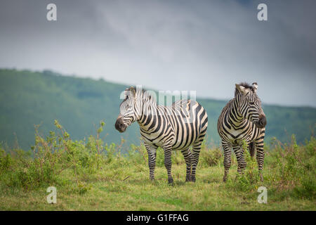 Due wild Zebra permanente sulla praterie africane trovati all'interno del cratere di Ngorongoro in Tanzania Africa orientale Foto Stock