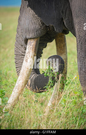 Un vicino l immagine di un adulto grande bull elephant pascolano sulle erbe fertile nel cratere di Ngorongoro in Tanzania Africa orientale Foto Stock