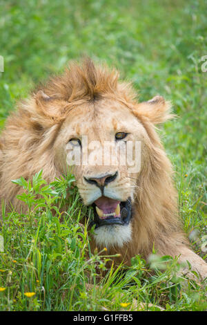 Un giovane leone maschio in appoggio nelle fertili pascoli del Ngorongoro Conservation Area e cratere in Tanzania, Africa orientale Foto Stock