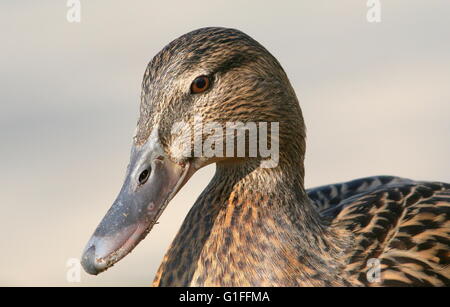 La testa di una femmina di anatra selvatica (Anas platyrhynchos), visto di profilo Foto Stock