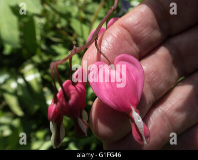 Spurgo fiore del cuore Foto Stock