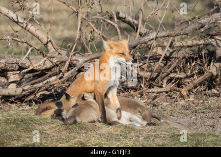 Red Fox Nursing i suoi giovani Foto Stock