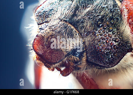 Chafer beetle macro closeup con caduta di acqua sugli occhi Foto Stock