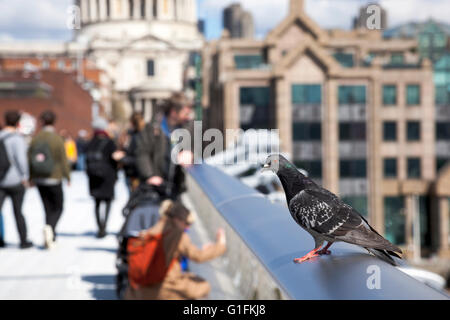 Pigeon appollaiate sul Millennium Bridge rampa con la Cattedrale di St Paul in background, London, Regno Unito Foto Stock