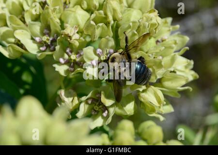 impianto ospite della monarch Foto Stock