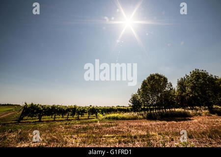 Un mese di luglio mattina nei campi del Friuli Venezia Giulia, Italia Foto Stock