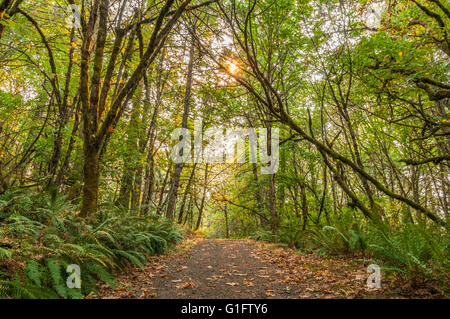 La luce del sole proveniente attraverso gli alberi sul sentiero a Mount Pisgah arboreto, Lane County, Oregon. Foto Stock