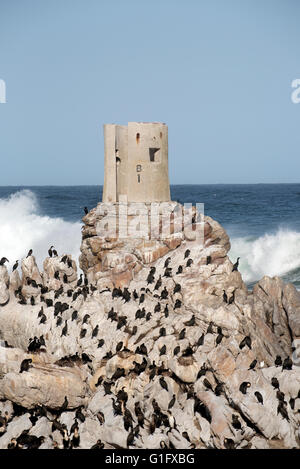BETTY'S BAY WESTERN CAPE SOUTH AFRICA - Aprile 2016 - una vecchia torre circondata da cormorani a Stoney Point Betty's Bay Foto Stock