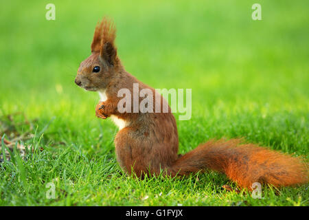 Red scoiattolo (Sciurus vulgaris) sitands verticale sulla compagnia di erba verde e guardando a destra. Chiaramente visibile white belly, sollevate le orecchie, Foto Stock