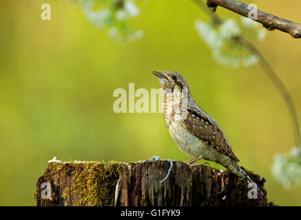 Eurasian spasmodico (Jynx torquilla) seduto su un moncone e suoni sembrano attrattivi partner. Puoi vedere aprire leggermente il becco e camouf Foto Stock