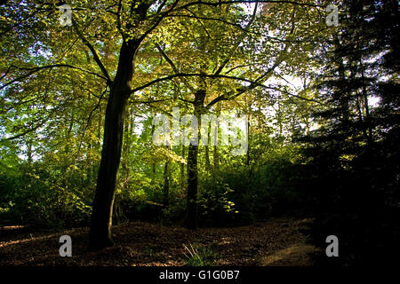 Bosco a piedi Petwood Hotel Woodhall Spa Lincolnshire Foto Stock