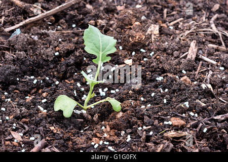 Giovane germoglio di Bruxelles (Brassica oleracea) piantine essendo protetto da limacce e lumache con organici approvato slug agglomerati in forma di pellets Foto Stock