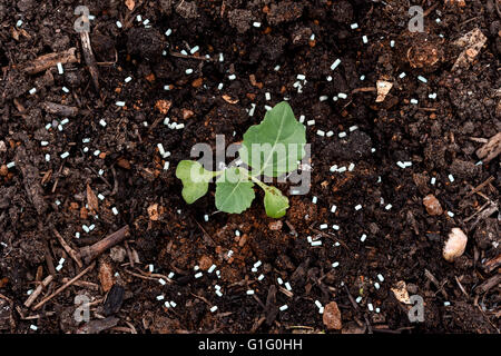 Giovane germoglio di Bruxelles (Brassica oleracea) piantine essendo protetto da limacce e lumache con organici approvato slug agglomerati in forma di pellets Foto Stock