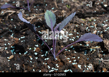 Giovani cavolo rosso (Brassica oleracea) piantine essendo protetto da limacce e lumache con organici approvato slug agglomerati in forma di pellets Foto Stock