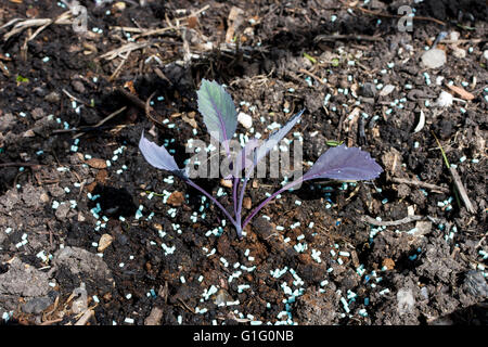 Giovani cavolo rosso (Brassica oleracea) piantine essendo protetto da limacce e lumache con organici approvato slug agglomerati in forma di pellets Foto Stock