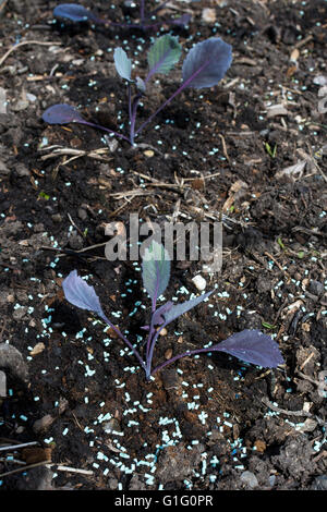 Giovani cavolo rosso (Brassica oleracea) piantine essendo protetto da limacce e lumache con organici approvato slug agglomerati in forma di pellets Foto Stock