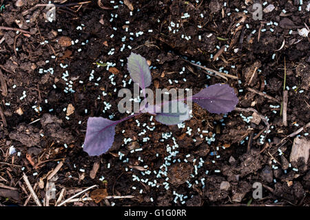 Giovani cavolo rosso (Brassica oleracea) piantine essendo protetto da limacce e lumache con organici approvato slug agglomerati in forma di pellets Foto Stock