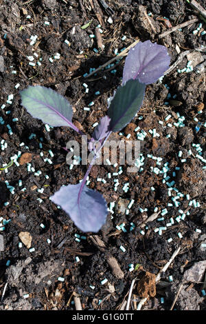 Giovani cavolo rosso (Brassica oleracea) piantine essendo protetto da limacce e lumache con organici approvato slug agglomerati in forma di pellets Foto Stock