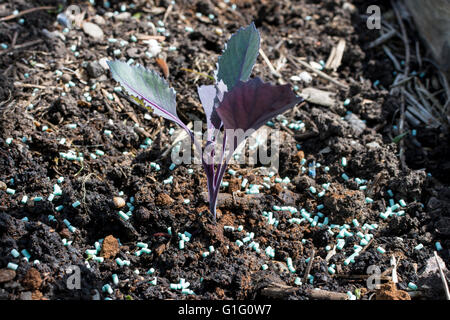 Giovani cavolo rosso (Brassica oleracea) piantine essendo protetto da limacce e lumache con organici approvato slug agglomerati in forma di pellets Foto Stock