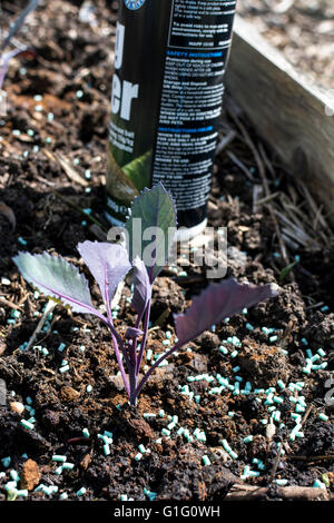 Giovani cavolo rosso (Brassica oleracea) piantine essendo protetto da limacce e lumache con organici approvato slug agglomerati in forma di pellets Foto Stock