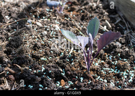 Giovani cavolo rosso (Brassica oleracea) piantine essendo protetto da limacce e lumache con organici approvato slug agglomerati in forma di pellets Foto Stock