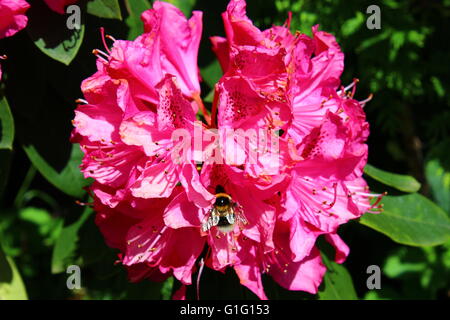 Bumble Bee su fiori di rododendro Foto Stock